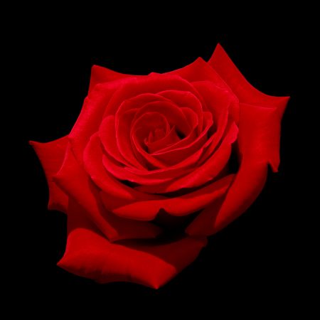 Red rose (Kardinal) with black background.